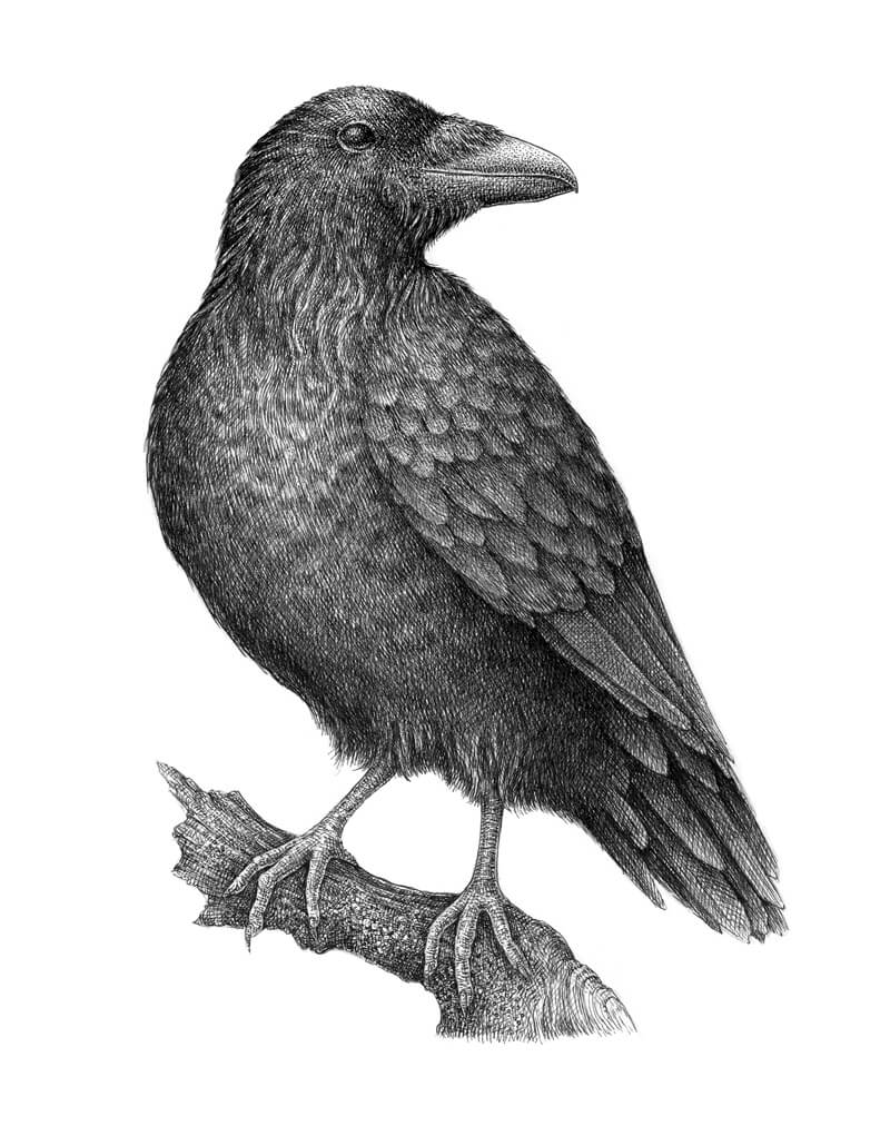 Linda’s Customised Witchy Raven with Fairy Mystery Bundle